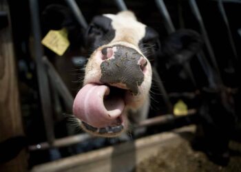 Производството на продукти с високо съдържание на метан ще възпрепятства целта от 1.5C 