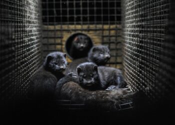 Ферми за кожи: Кои страни в ЕС все още подкрепят индустрията?