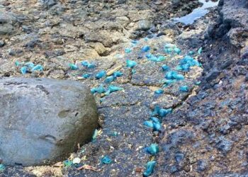 Нов вид пластмасово замърсяване е открито на Канарските острови