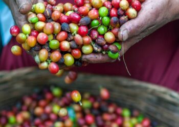 Nestlé ще застрахова малки производители на кафе срещу екстремно време