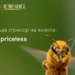 Mastercard и Pollenity разработват лоялна програма, подпомагаща пчеларите в България