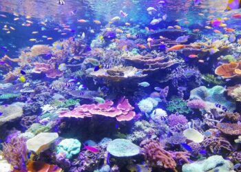 ООН прие първия в света договор за защита на екосистемите в открито море
