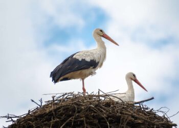 Сметищата на Испания привличат стотици щъркели