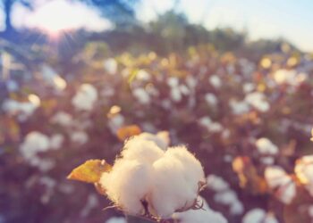Better Cotton предлага решение за проследяване на текстилната индустрия