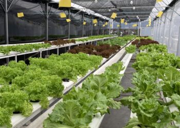 Отговорът на Египет на недостига на вода – безпочвено земеделие