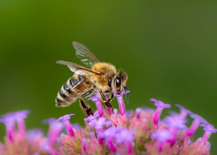 Bee pollinating on a flower blossom