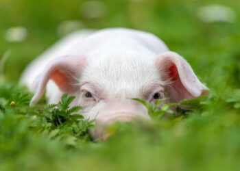 Young funny pig on a green grass