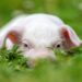 Young funny pig on a green grass