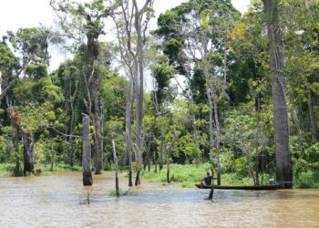Amazon flooded forest