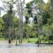 Amazon flooded forest