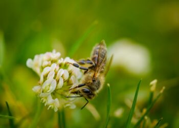 Bee collecting nectar from a flower of cloverin sunny summer day