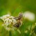 Bee collecting nectar from a flower of cloverin sunny summer day