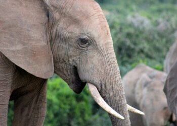 Червеният списък