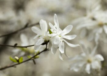риск от изчезване