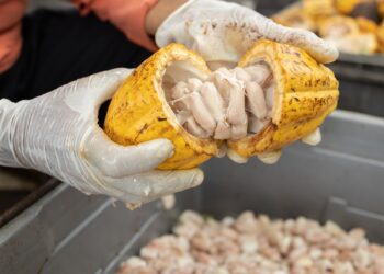 Cocoa beans and cocoa pod on a wooden surface.