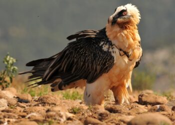 лешоядите в България