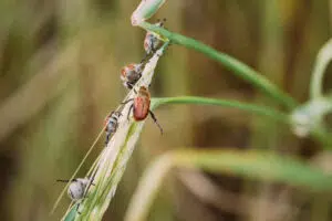 insects pest of agricultural crops grain beetles o 2025 02 24 15 49 12 utc