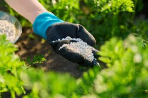 close up mineral granulation fertilizer in hand o 2026 01 06 09 49 24 utc