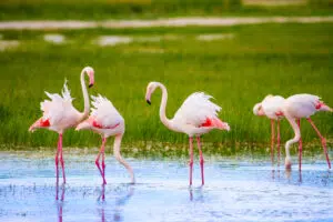 colorful bird flamingo blue green nature backgrou 2026 03 26 02 50 30 utc