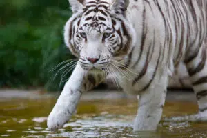 Тръмп отслабва защитите за застрашените видове 2 white tiger walking through water in natural habit 2026 03 26 01 44 53 utc