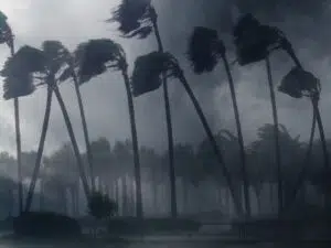 Екстремни валежи в Азия носят внезапни наводнения и тайфуни 2 stormy weather bends trees during a powerful hurri 2026 01 06 10 08 15 utc